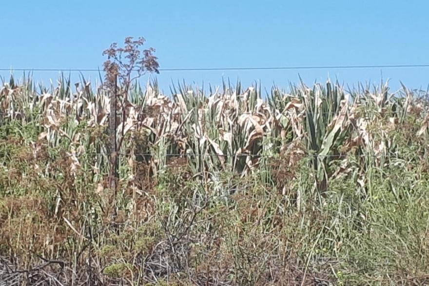 En Chacabuco la sequía afectó toda la superficie sembrada de maíz