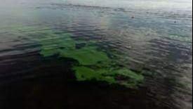 Nueva alerta naranja por presencia de cianobacterias en Laguna de Gómez