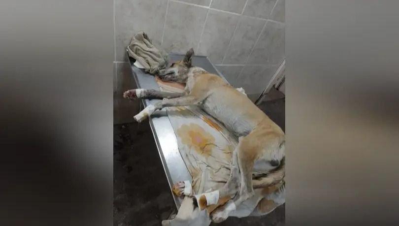 Triste noticia: Murió el perrito que llevaban “de tiro” en una moto provocándole graves lesiones