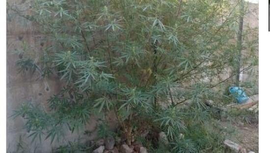 Secuestran marihuana al allanan una vivienda en el marco de una investigación