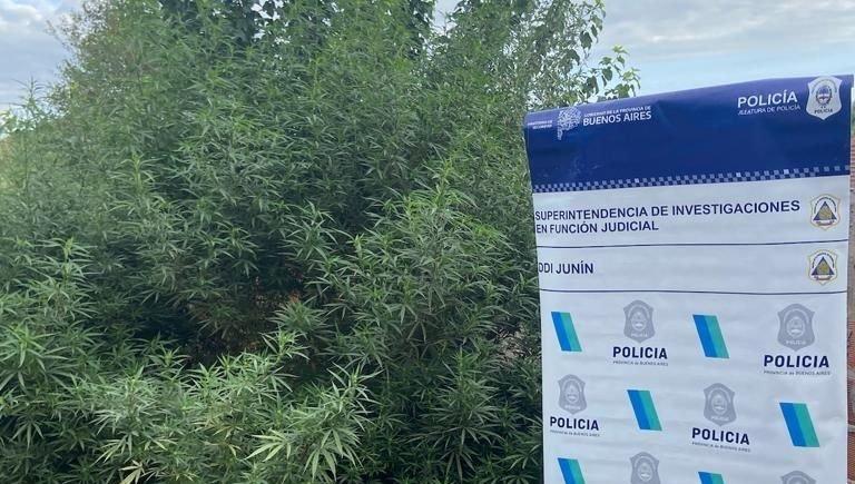 Por un caso de hurto allanaron una vivienda y encontraron 10 plantas de marihuana