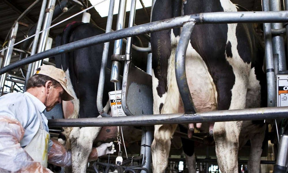 Impulso Tambero: comienzan a acreditarse los pagos para los 628 productores bonaerenses