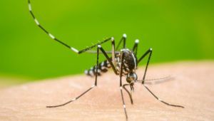Confirmaron los primeros dos casos de dengue en junín y aseguraron que hay otros dos en estudio.