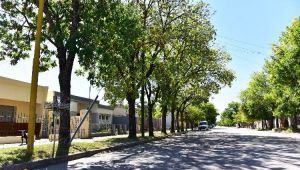 Plantean importante déficit en el arbolado público