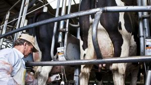 Impulso Tambero: comienzan a acreditarse los pagos para los 628 productores bonaerenses