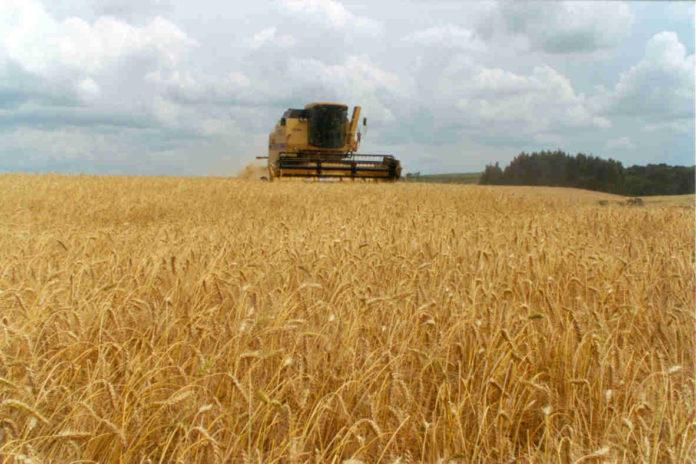 Estiman que las exportaciones de trigo y cebada aumentarán 49%
