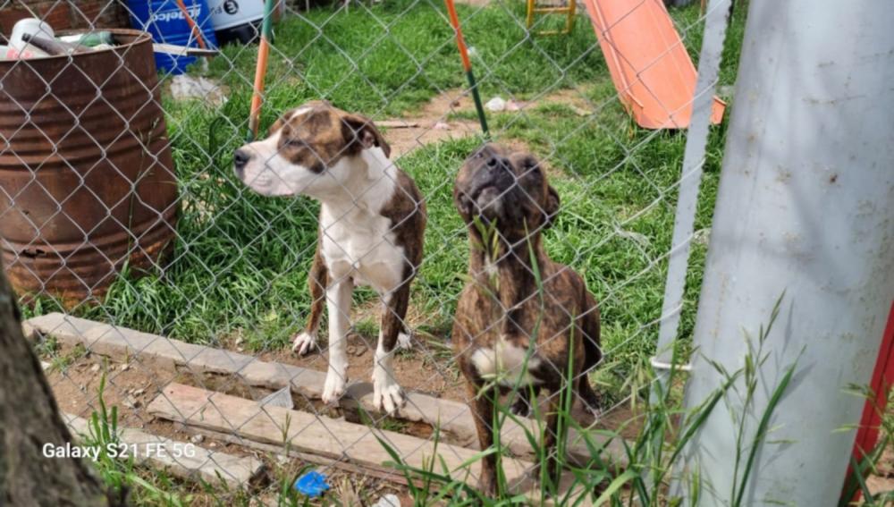 Allanamiento en Junín por una causa de malos tratos y actos de crueldad contra animales