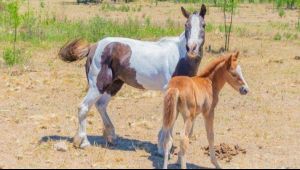 Declararon la emergencia nacional por el virus que afecta a caballos y podría llegar a humanos