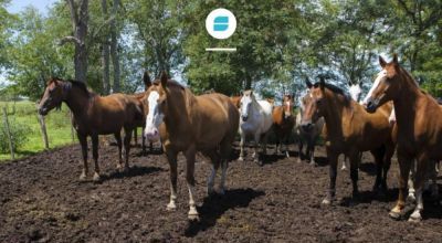 En Chacabuco fue detectado un caso de Encefalomielitis Equinas