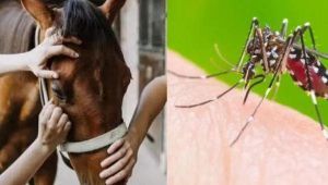 Encefalomielitis equina: Preocupación por invasión de mosquitos en Junín