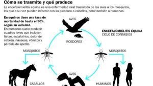 Preocupación: Confirman el primer caso de encefalomielitis equina en Gral. Viamonte