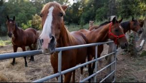 Preocupación: Confirman el primer caso de encefalomielitis equina en Ameghino
