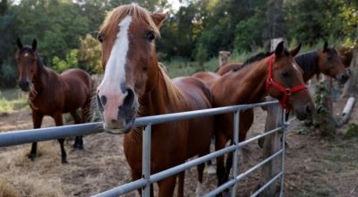 En San Nicolás, Ramallo y otras 62 localidades, hay 30 focos activos de Encefalomielitis equina