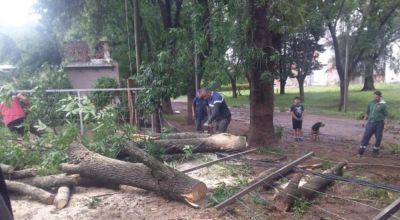 La tormenta se sintió fuerte en Saforcada: Arboles caídos y corte de luz