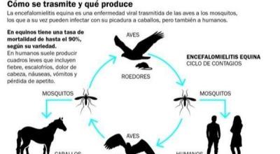 Preocupación: Confirman el primer caso de encefalomielitis equina en Gral. Viamonte