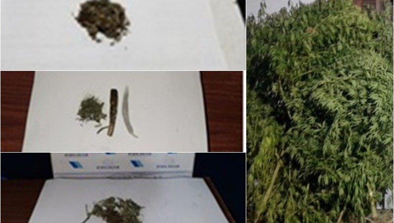 Más marihuana es confiscada en calles y viviendas juninenses