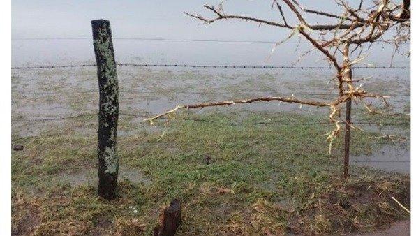 Los daños que ocasionó la fuerte tormenta al sector agropecuario en Bragado