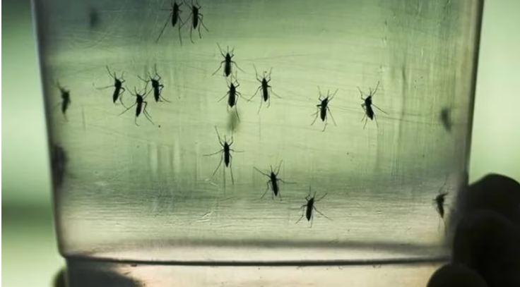 Dengue: se estanca el número de casos en la provincia, pero advierten demoras en la notificación