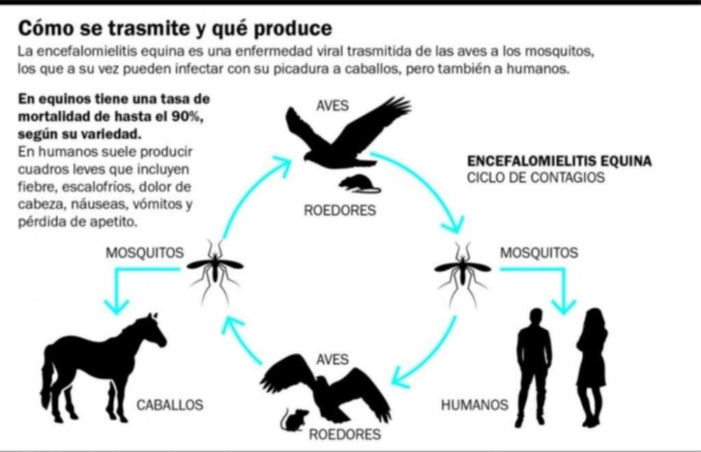Suben los casos de encefalitis equina en la Provincia: Junín entre las localidades afectadas