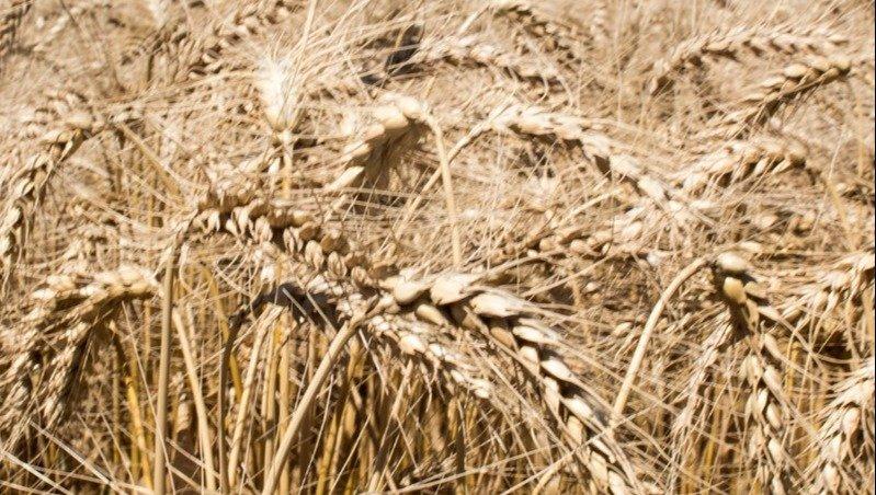 INTA Junín publicó los datos económicos del Trigo durante 2023 de cara a una nueva campaña