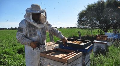 Importante repunte de la actividad apícola en Junín