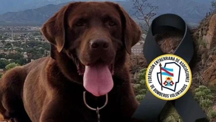 Murió el perro que había encontrado rastros de Loan