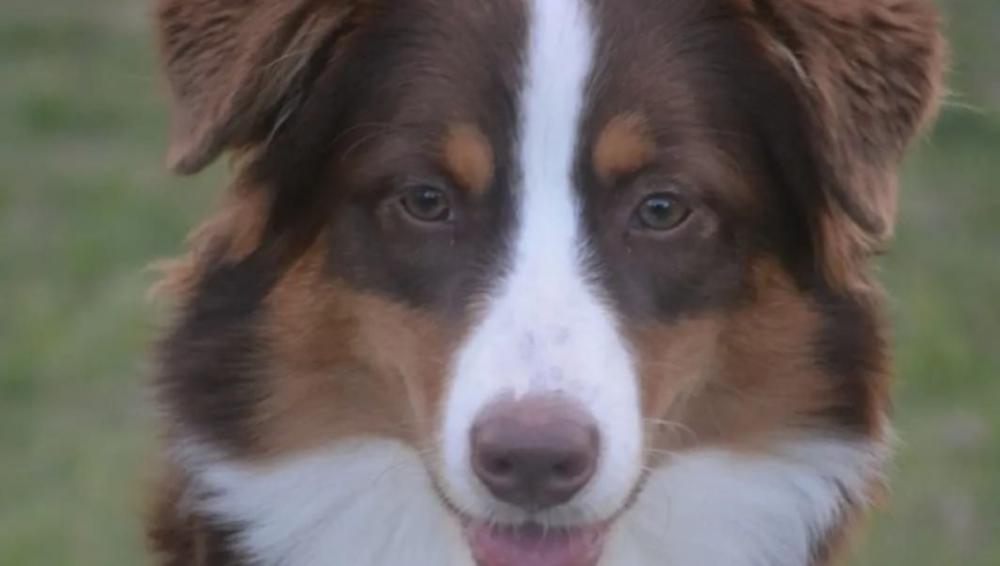 Continúa la campaña de vacunación antirrábica gratuita: Veterinarias adheridas