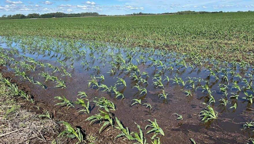 “Fue espectacular”. Llegaron las lluvias a zonas que estaban expectantes para cambiar el rumbo de la campaña