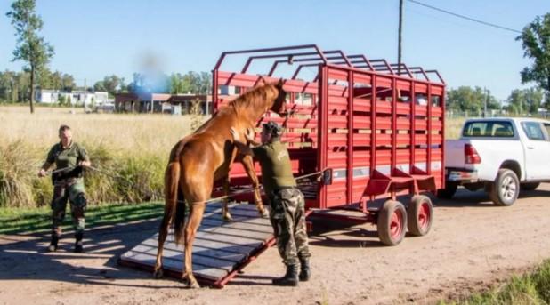 Operativo para controlar la presencia de equinos sueltos