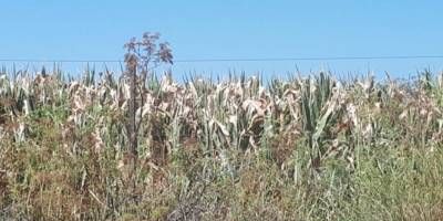  En Junín, más de 15.000 hectáreas de maíz se vieron duramente afectadas por la sequía